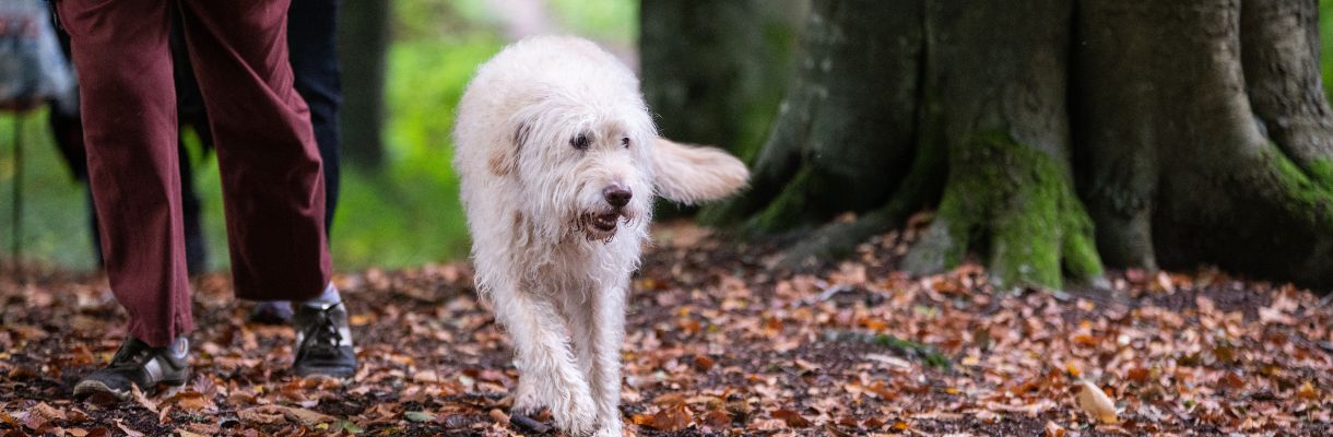 Dog walking through the woods - Dog friendly holidays UK